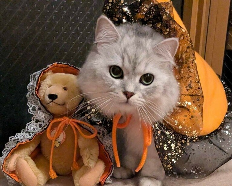 ニー君ちゃん ♂ 2歳。初めてのママの手作りのハロウィンマントをテディベアちゃんと一緒に並んで、可愛らしく、おすましポーズで撮影できて感動です。ニー君は、好奇心旺盛で珍しいもの好き、マイペースであまり動じない、一緒に生活していて、頼もしい猫君です（秋桜さん）