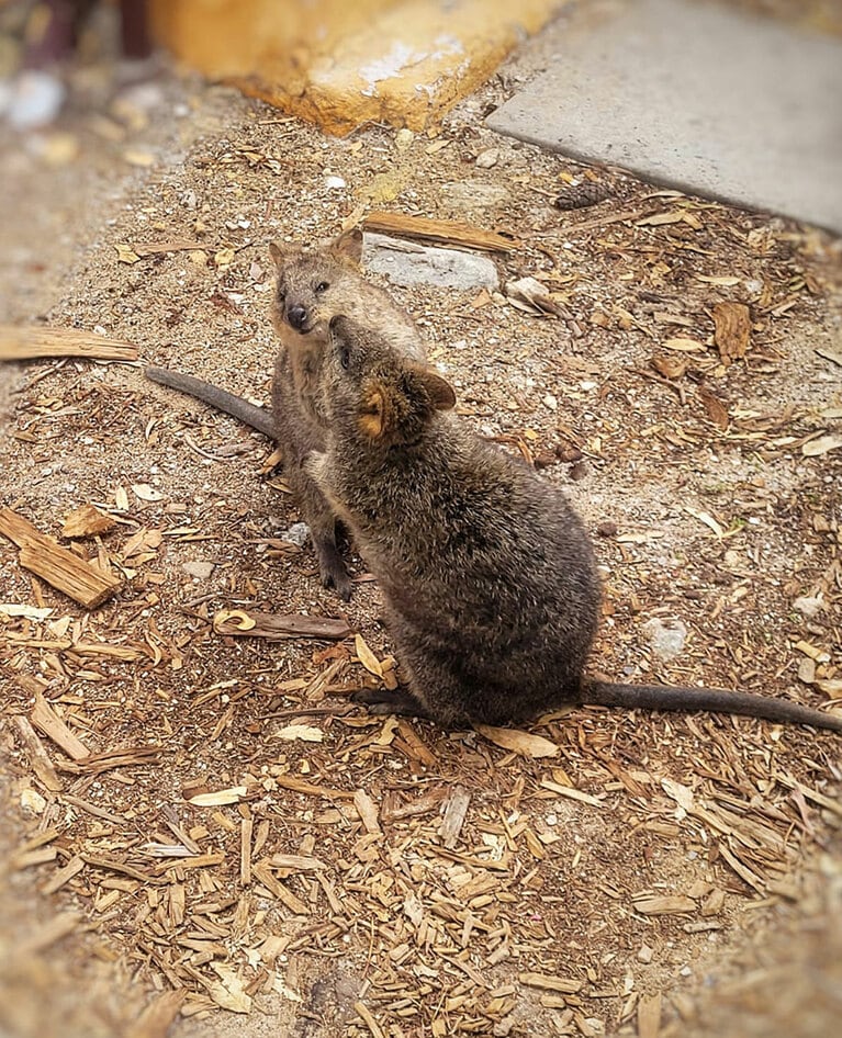 仲良しクオッカ。