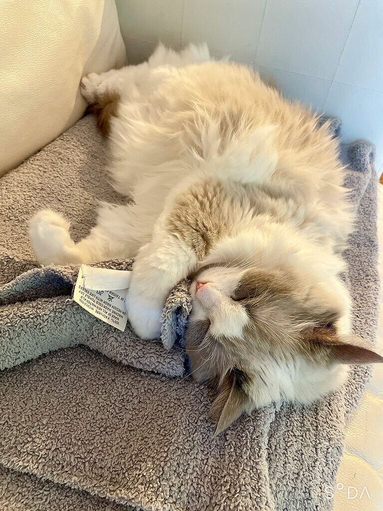 ミミンヌ ♀ 5歳。保護した時のほっそりしていた頃に比べると、豊満でモフモフボディに。お気に入りのブランケットを抱きしめてリラックス。安心しきってる姿に幸せを感じます。