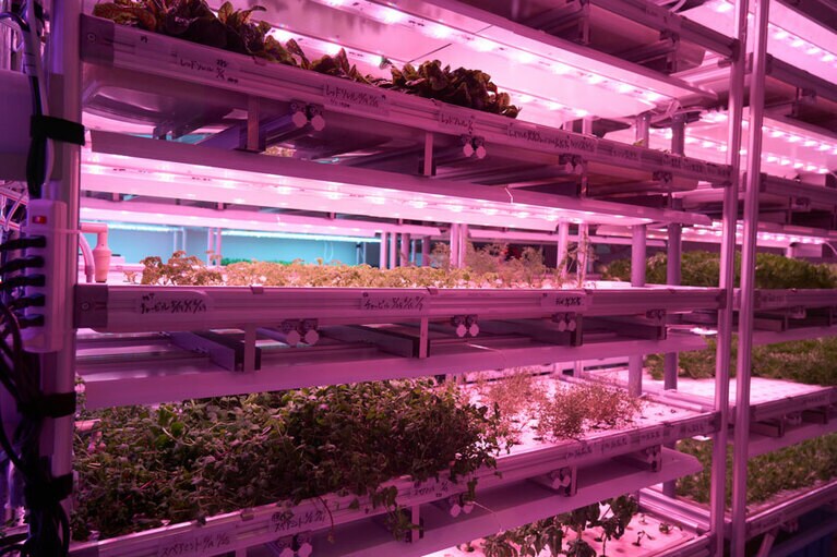 さまざまな種類の野菜が栽培されている。