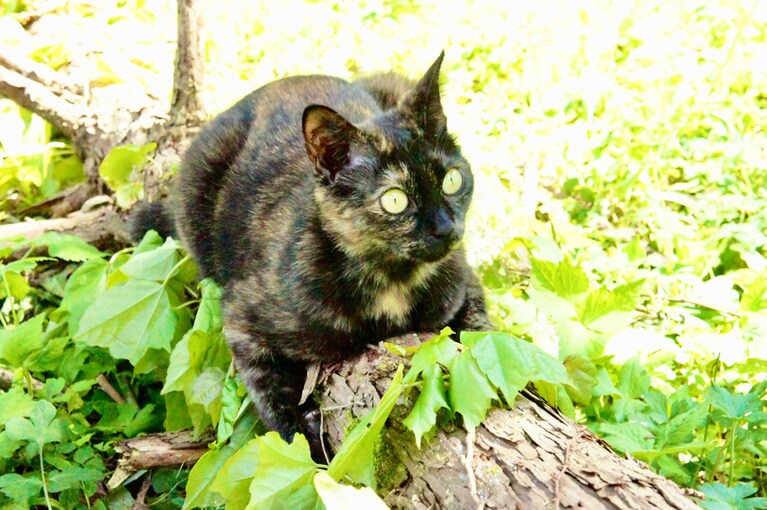 ミイヤ ♀ 13歳。元野良猫だったミイヤは、初め近所の家に飼われていましたが、そこで子供を産んで乳離れして立派に育ててから、ウチへ住み着くようになり実家にはそれ以来帰ってません。それでも野良の名残りがあるので外で遊ぶのが大好きで大自然を満喫してます。現在は息子も一緒に暮らしています。