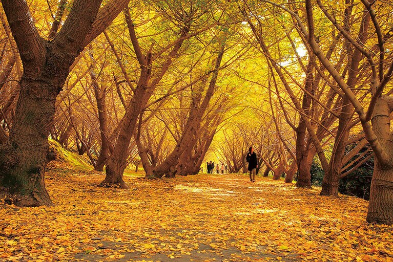 【鹿児島県】千本イチョウ。