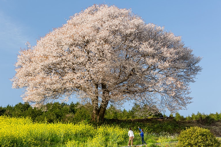 馬場の山桜。