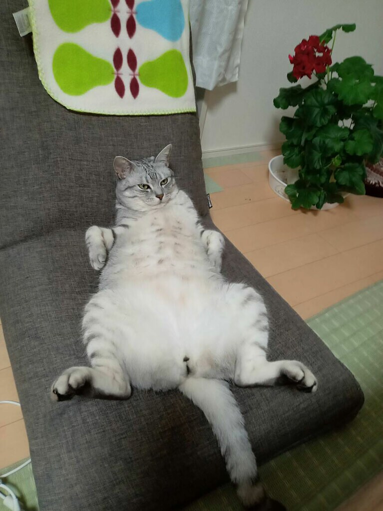 りつ オス 6歳。ふと居間の座椅子を見たら、この状態でした！体格がよくて甘えん坊、ビビりの可愛い子です！（えいちゃんさん）。