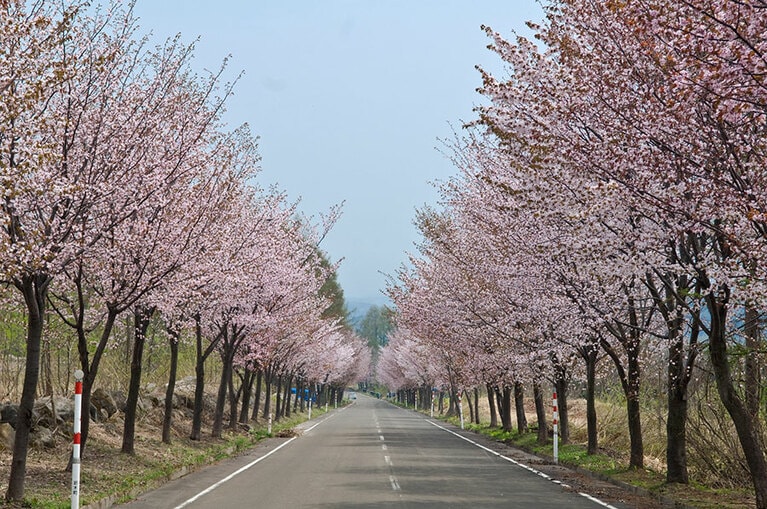 岩木山山麓の桜並木／青森県