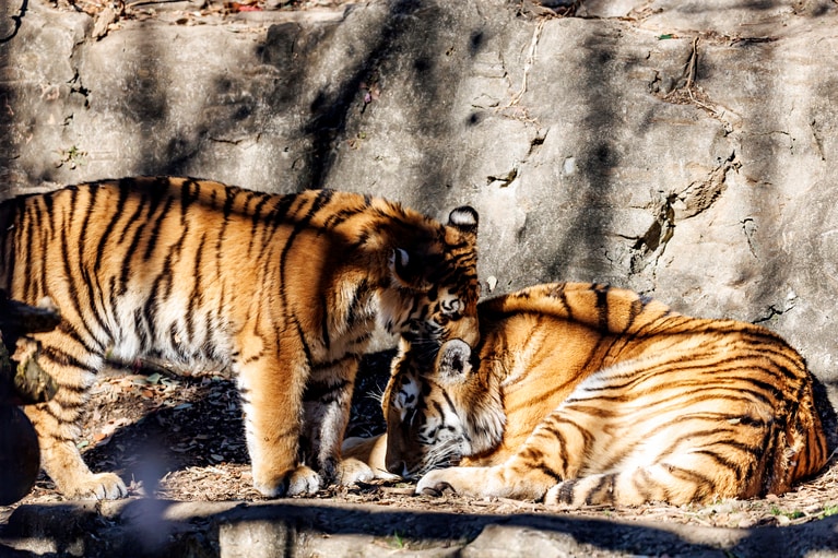 大人になれば別々に暮らすことがほとんどのトラ。むつまじい姿を見られる期間は限られている。