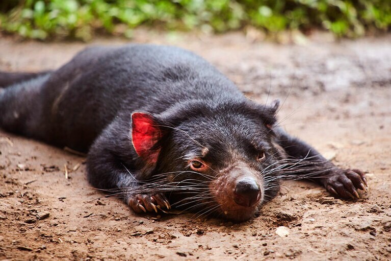 タスマニアンデビルものんびり暮らしている。／レインフォレステーション・ネイチャー・パーク