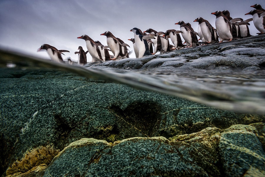 ジェンツーペンギンとヒゲペンギンが群れに飛び込む準備をしている。水の上と水中の世界の結びつきを表現。©Paul Nicklen