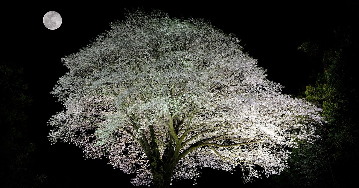 高知県 2024年版】春の絶景・風物詩10選「大月町の月光桜」“満月に満開