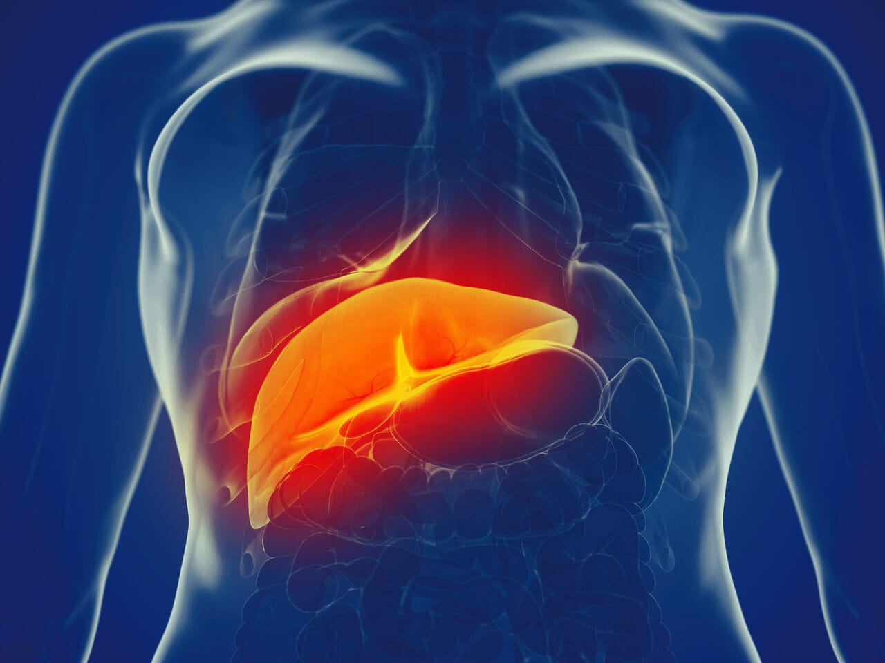 「沈黙の臓器」と呼ばれる肝臓（画像はイメージです）　©アフロ