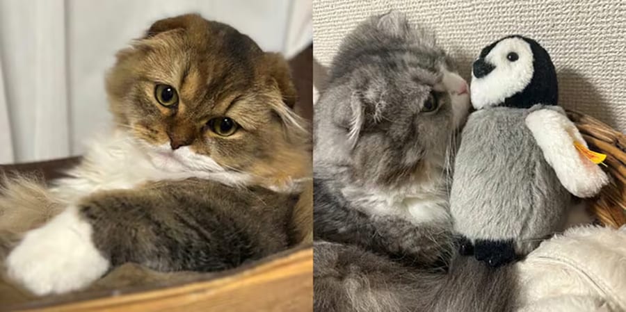 今日さんの愛猫たち。左から、2歳のキュウちゃんと12歳のネルネちゃん。