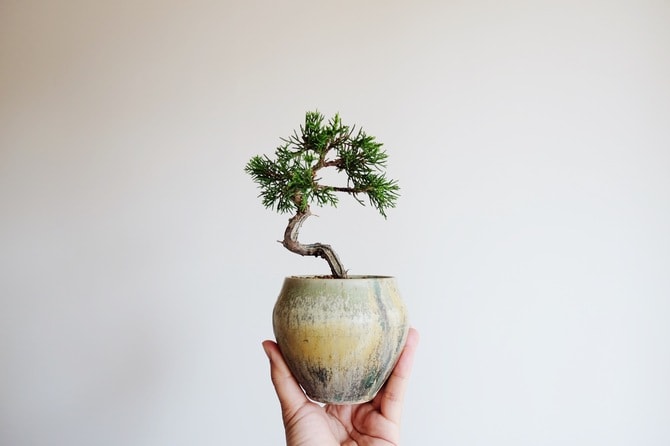 2ページ目)【うつわで選んだっていい！】今すぐ始めたくなる盆栽12選