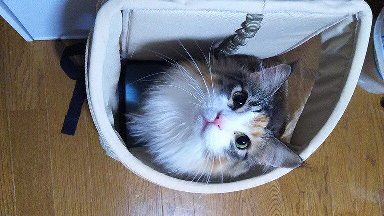 【グランプリNo.3】くるみ ♀ 6歳。使ったキャリーバッグをそのへんに置いてたら入ってた、というだけのシチュエーションですが、ひたすらとにかく美猫です！