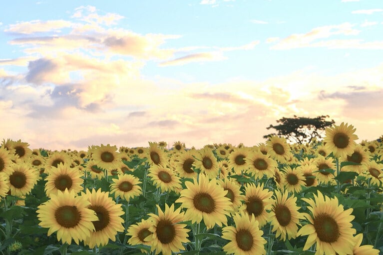 【香川県】中山ひまわり団地。