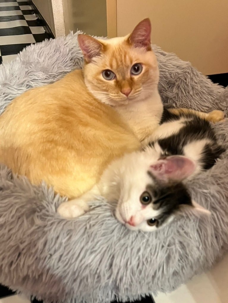 うちの子ベストショット①「はじめて一緒にねむった日」