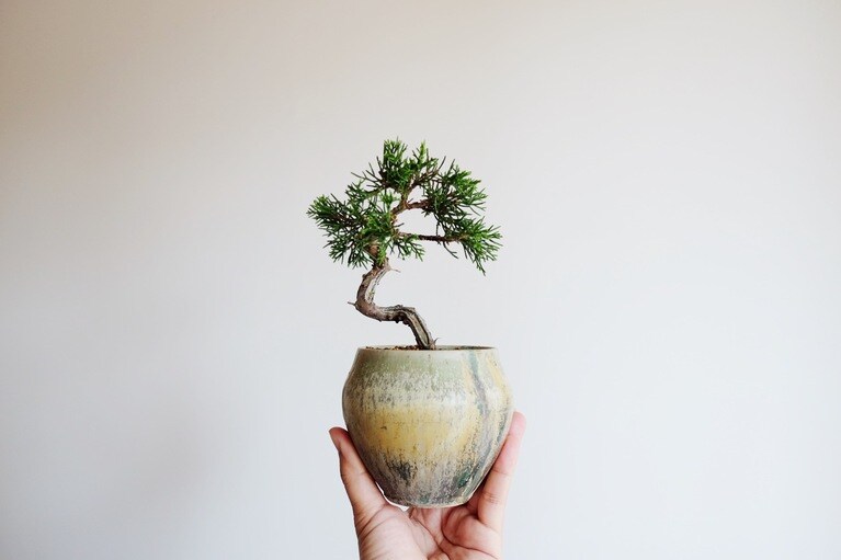 真柏（鉢：あよお金澤尚宣）。