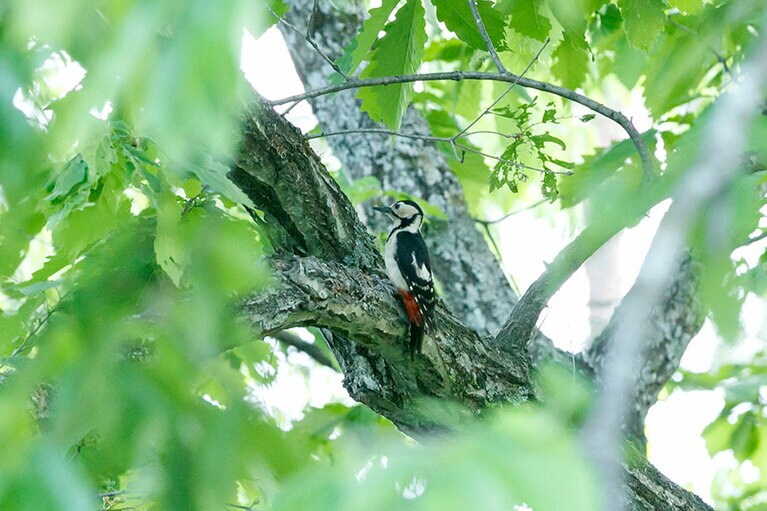 近くの森では、すぐに野鳥の姿を見ることができる。