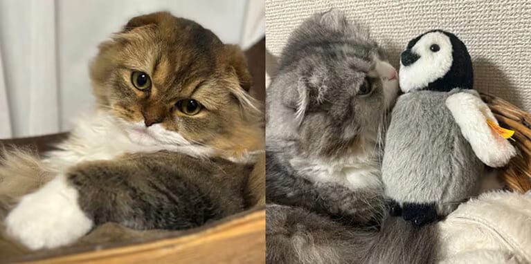 今日さんの愛猫たち。左から、2歳のキュウちゃんと12歳のネルネちゃん。