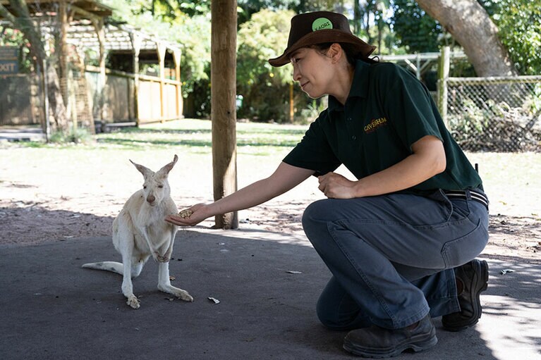 カンガルーに餌を与える。