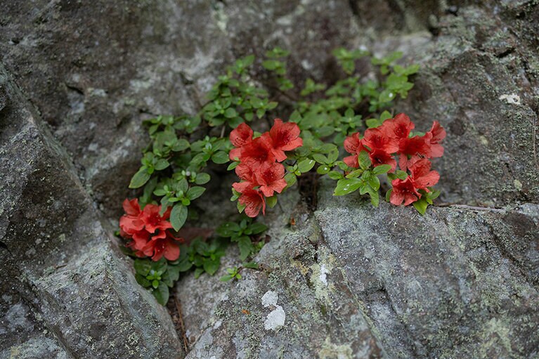 少し疲れてきても、ひっそりと咲く美しい花を見れば疲れが吹き飛びます。