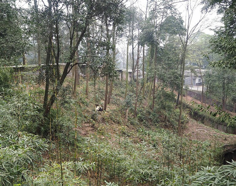 中国ジャイアントパンダ保護研究センターの雅安碧峰峡基地。山の傾斜を利用した飼育エリアも。2017年3月28日。