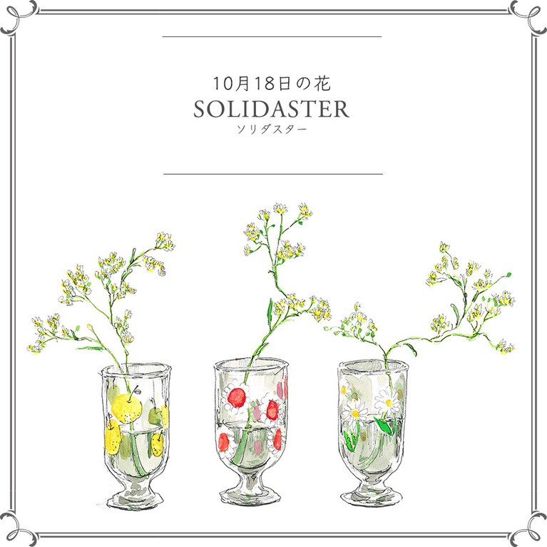 10月18日の花「ソリダスター」