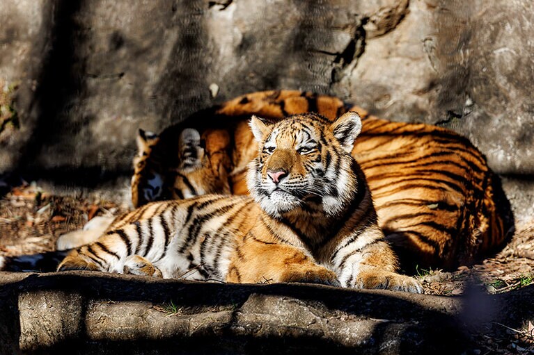 イチとフタバ。