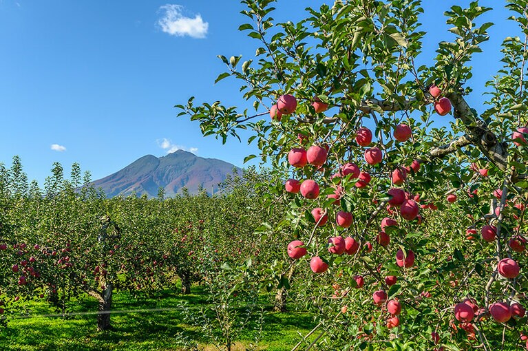 弘前市りんご公園／青森県