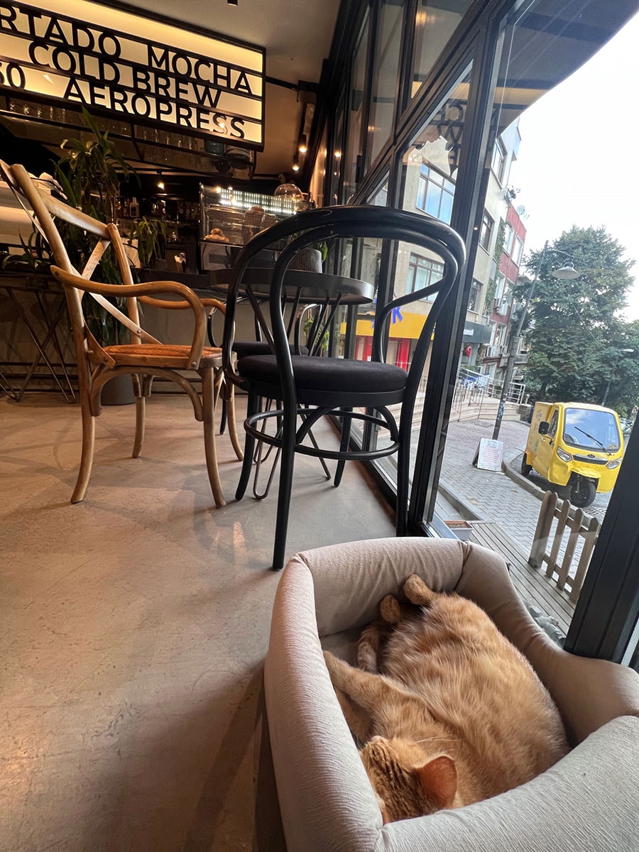 コーヒーカウンター近くの窓際では、猫さんがスヤスヤとお休み中だった。