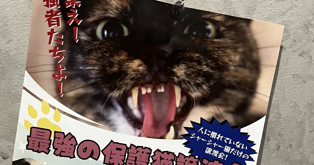 超上級者向け〉最強の保護猫譲渡会 「シャーシャー猫だけの譲渡会」で