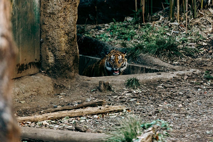 2023年4月に上野動物園で誕生したアサ。