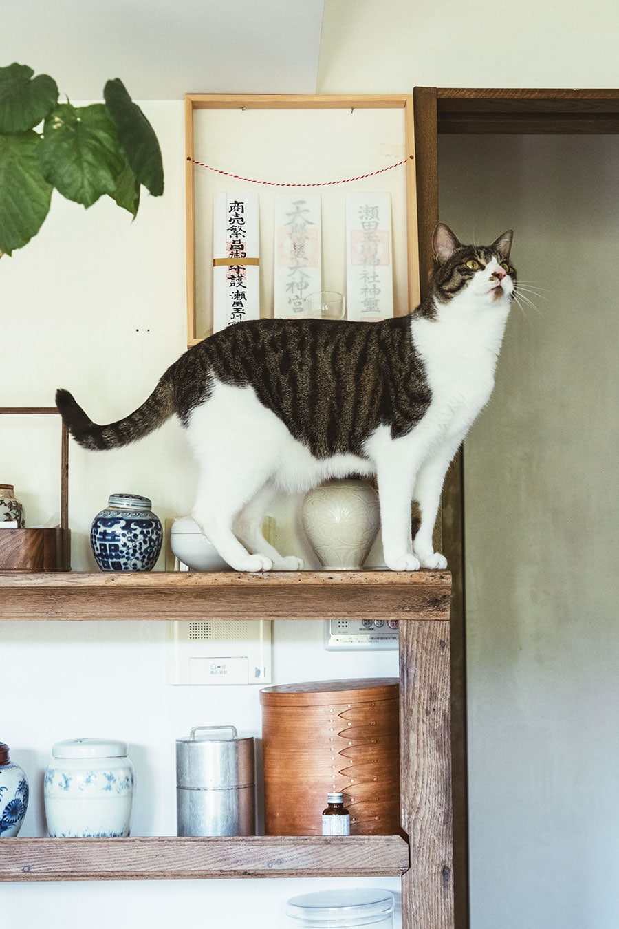 猫は運動不足やストレス解消のために上下運動が必要。「うちの猫たちは、キャットタワー代わりに棚の上やレンジフードに登って楽しんでいます」。