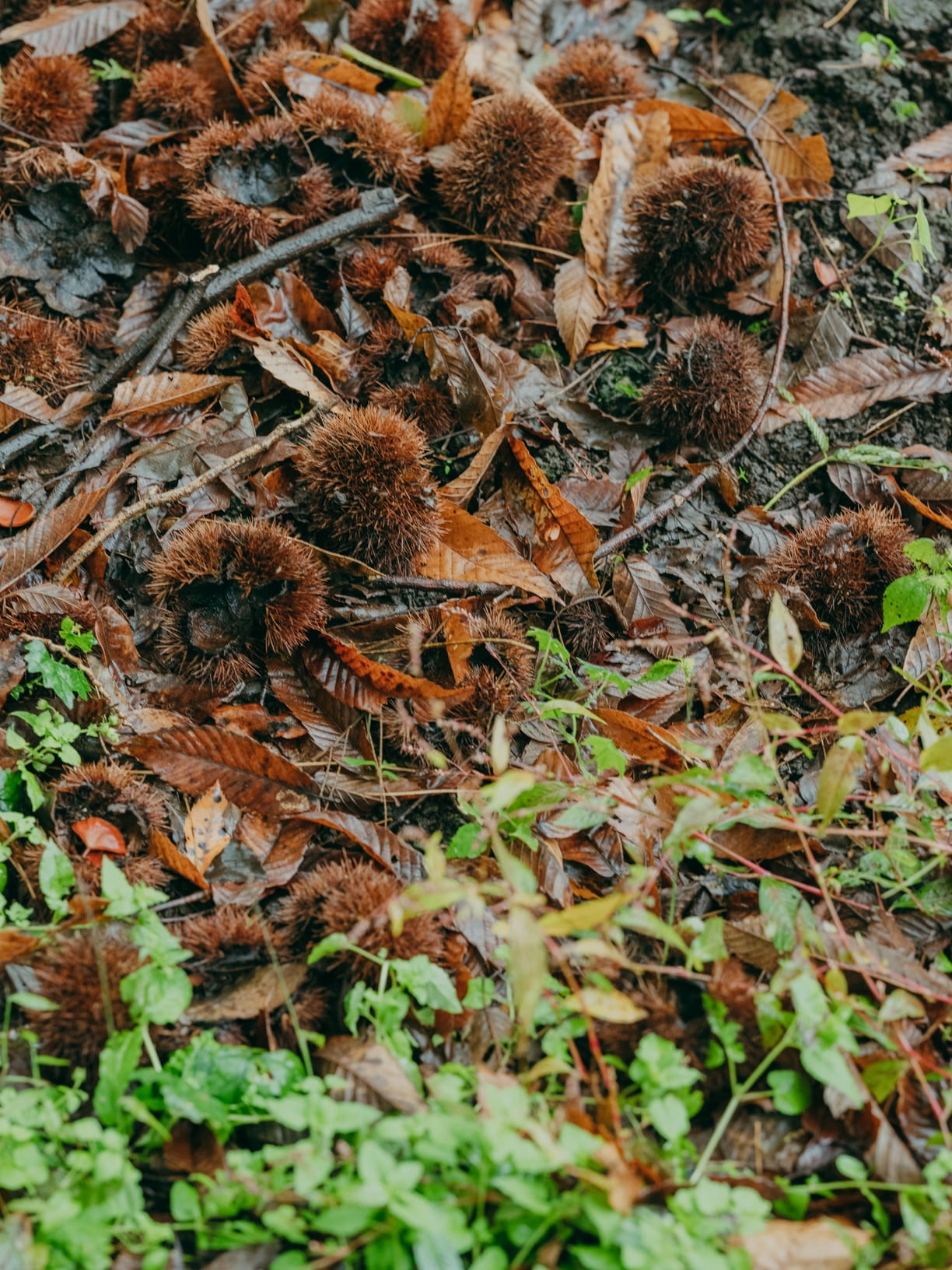 栗林やくぬぎ林の木の実を食べて育つ「走る豚」。2024年11月27日