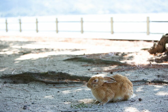 3ページ目)うさぎが歓迎してくれる大久野島も 高速クルーザー「SEA