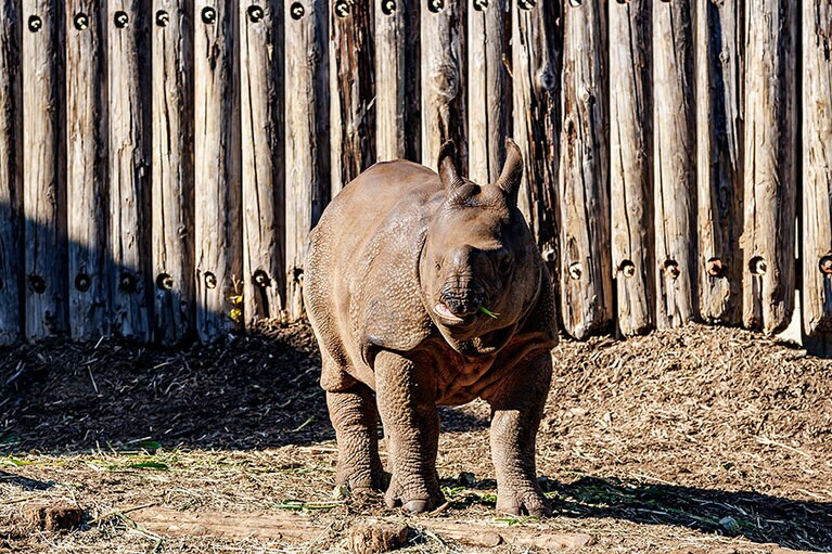 元気な姿を見せてくれたデコポン。