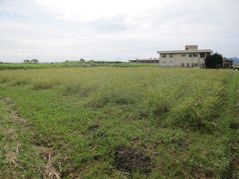 お店の横にはとむぎ畑が。トンボがいっぱい飛んでいました。