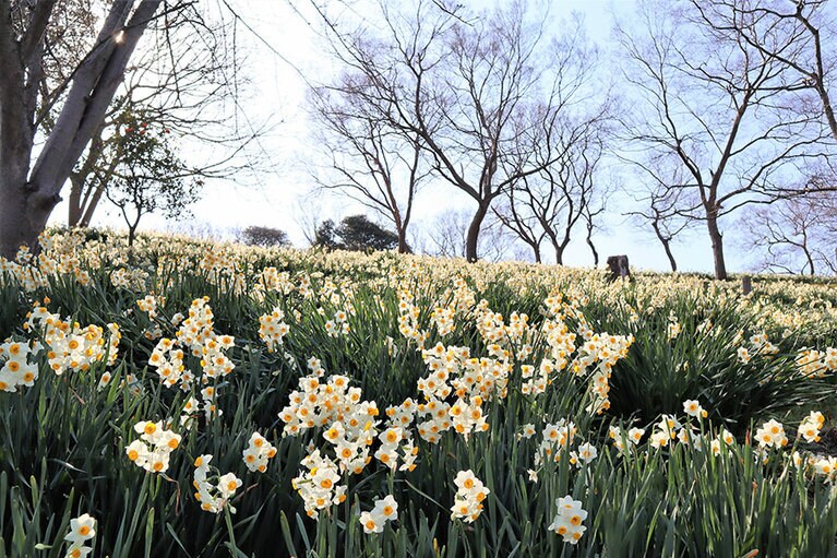 【岡山県】六島の水仙。