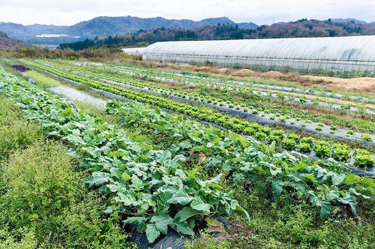 厳しいともいえる自然環境がおいしい野菜を作る。
