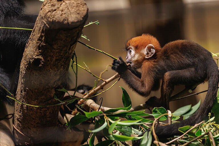 チョコとミント。