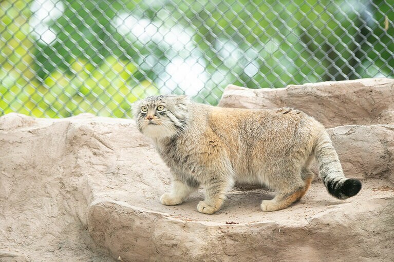 埼玉県こども動物自然公園のマヌルネコ。