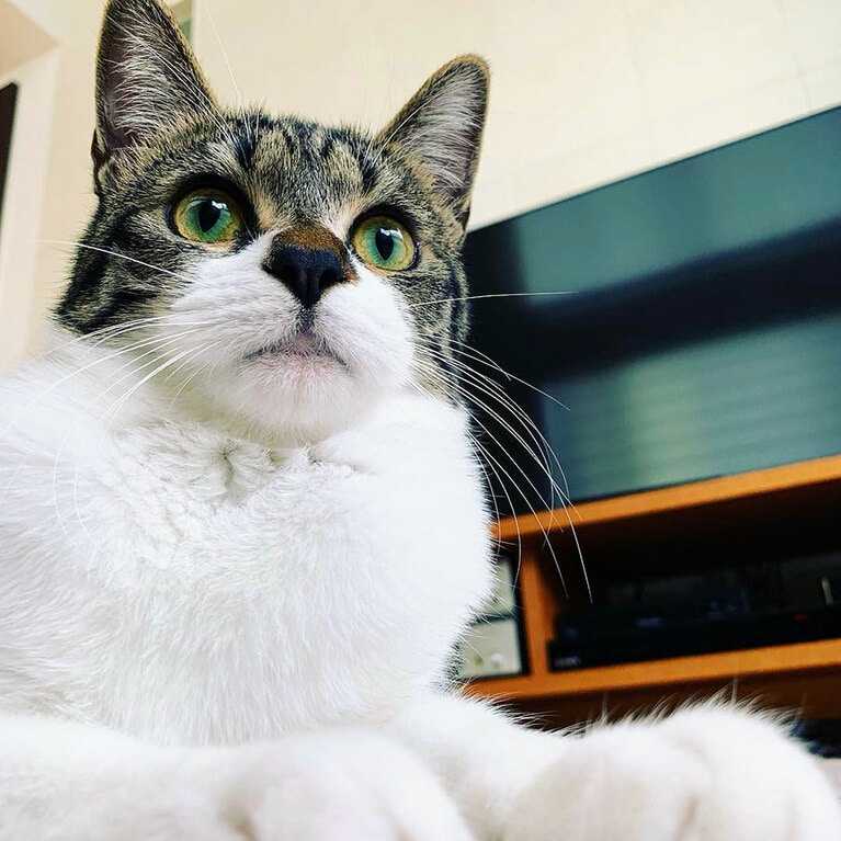 みらい メス 6歳。餌は「みててねー」と甘えて呼びにきます（KINさん）。