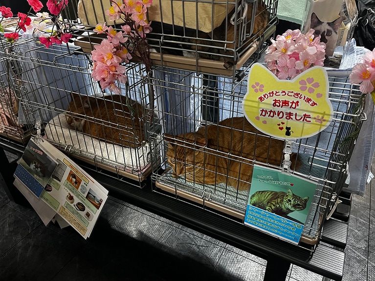里親の申し込みがあると、「お声がかかりました」の札が。シャーシャー猫たち、みんな毛並みがツヤツヤしていました。