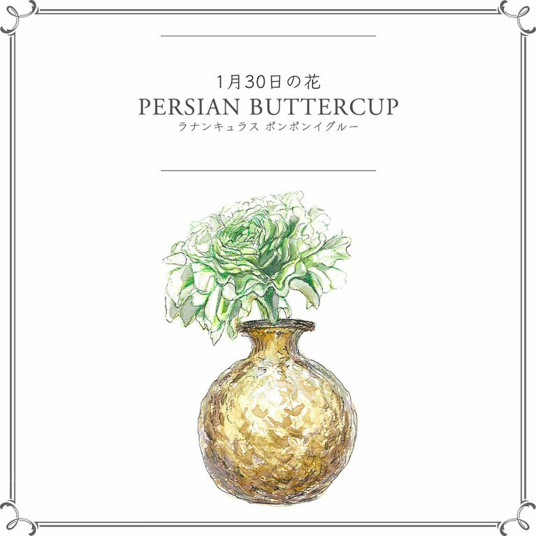 1月30日の花「ラナンキュラス ポンポンイグルー」