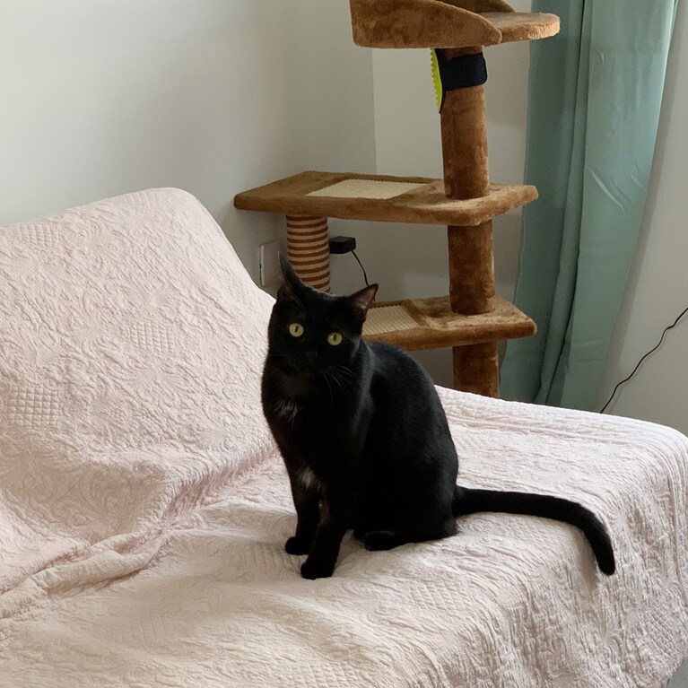 ジジ ♀ 2歳。ふと振り返ると、いつもお転婆なジジが、おすましポーズでこちらを見ていた時の一枚です。