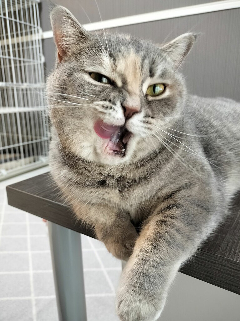 ショコラ ♀ 2歳。