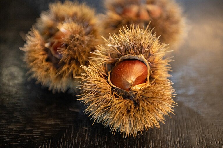 栗がさりげなく飾られている。