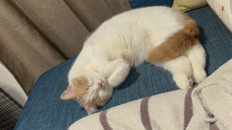 かぼす ♀ 1歳2カ月。「かわいすぎて悶え死にました」（飼い主さんより）。