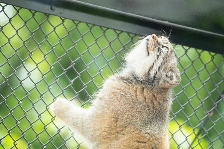 埼玉県こども動物自然公園のマヌルネコ。