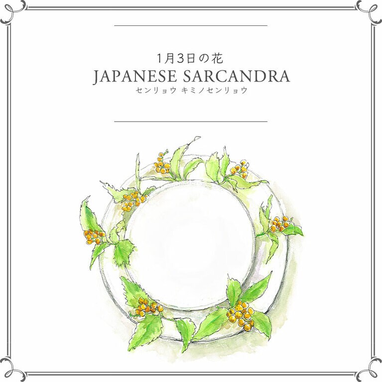 1月3日の花「センリョウ キミノセンリョウ」