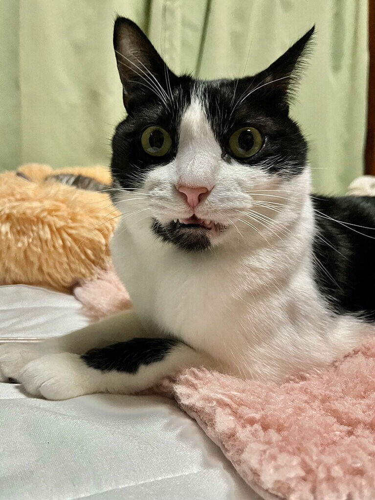 はちぼ～ ♂ 5歳。ふと振り返って見たら、この顔で私の事を見ていました（笑）。この表情は、フレーメン反応と言われる猫が臭い匂いを嗅いだ時に見られる貴重な表情です（ままぼ～さん）